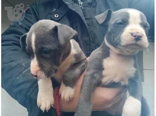 PoulaTo: Κουτάβια American Staffordshire Terrier